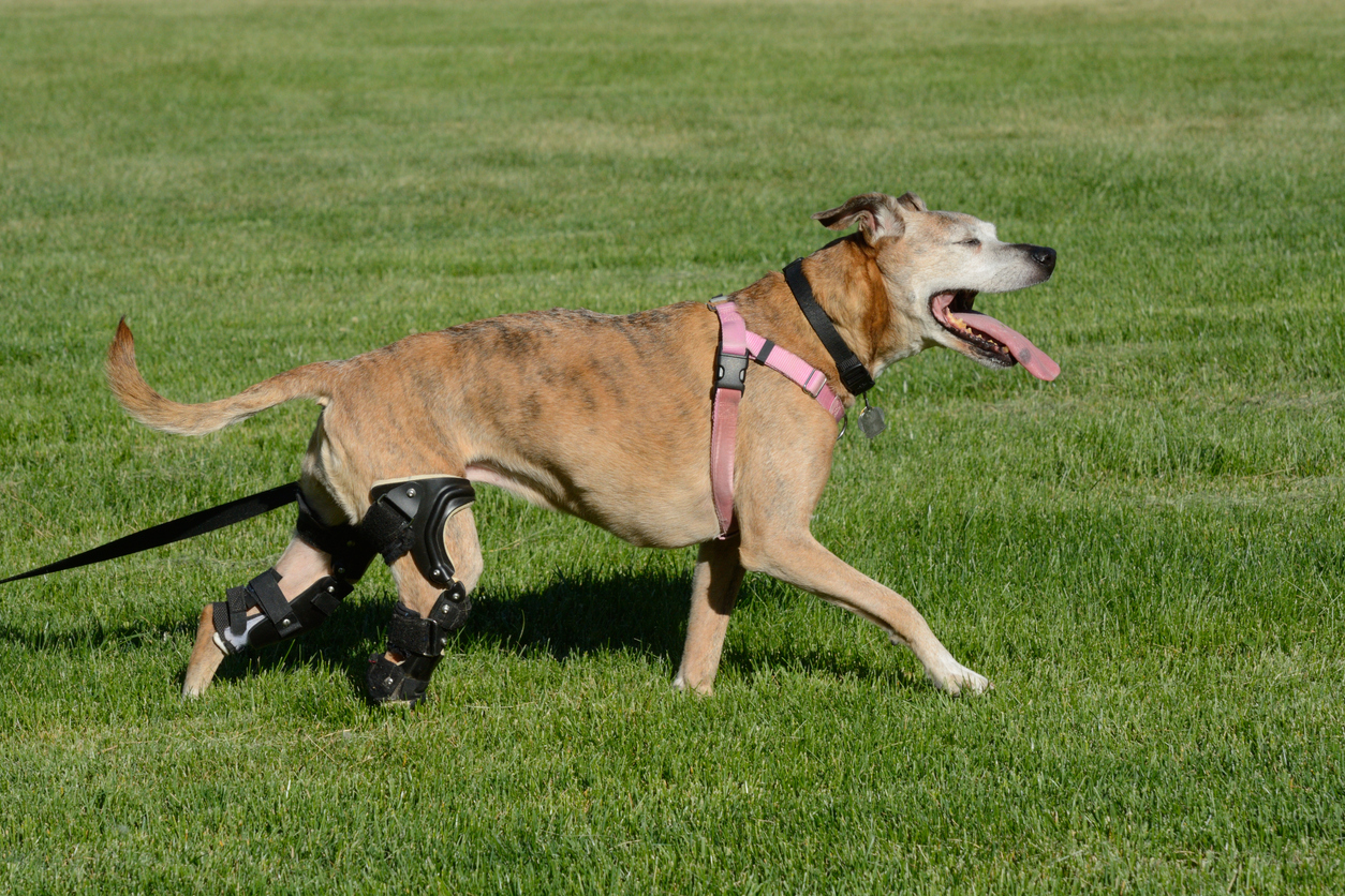 Dog braces for hot sale weak hind legs